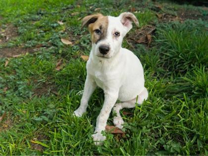 Virgil, a Adoptable mixed breed in San Antonio, TX image 2/3