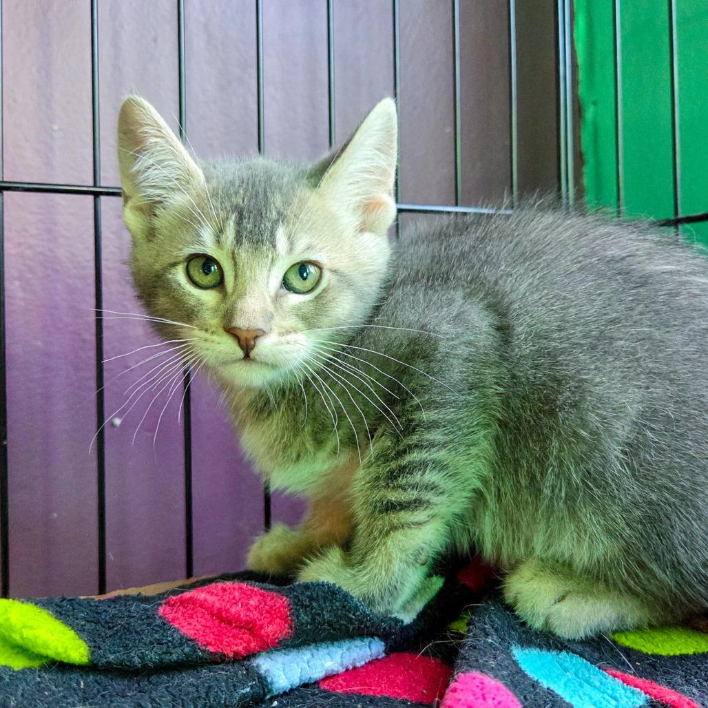 Girlboss, Adoptable, Kitten Female Domestic Short Hair.