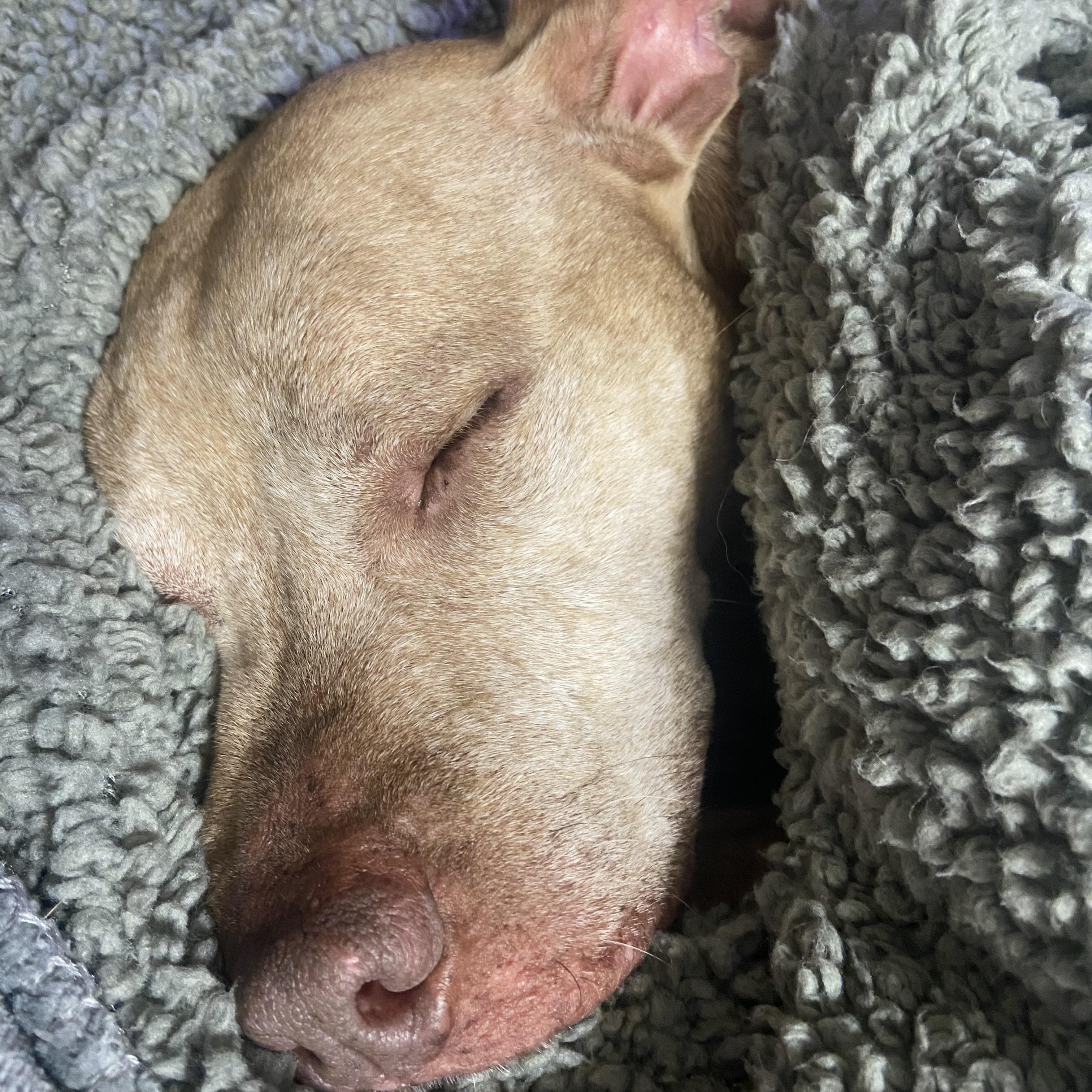 Ginger - CP photo 4