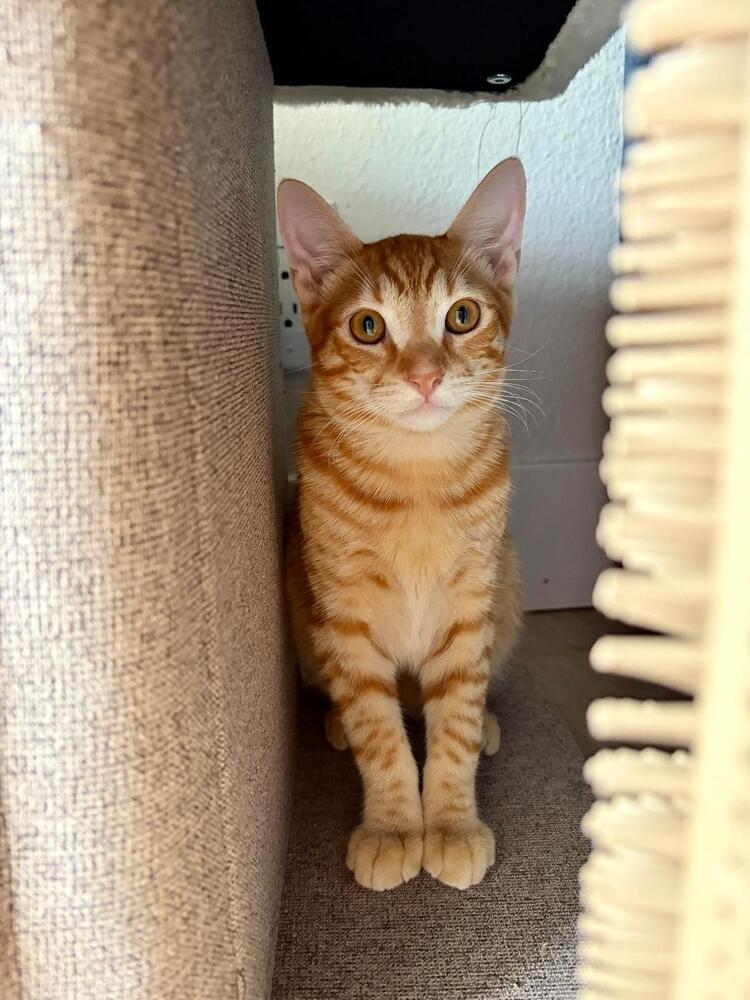 Mango, Adoptable, Kitten Male Domestic Short Hair.