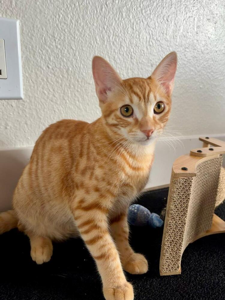 Enlarge Mango, a Adoptable Domestic Short Hair in Oceanside, CA image 2/6