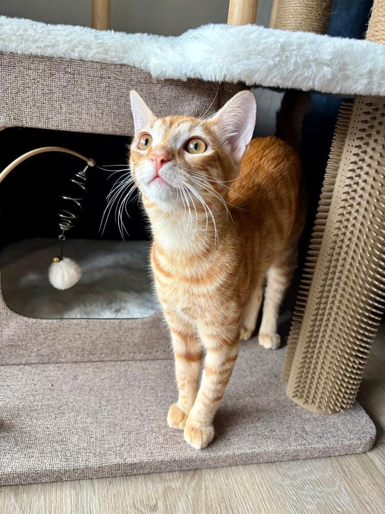 Enlarge Mango, a Adoptable Domestic Short Hair in Oceanside, CA image 3/6