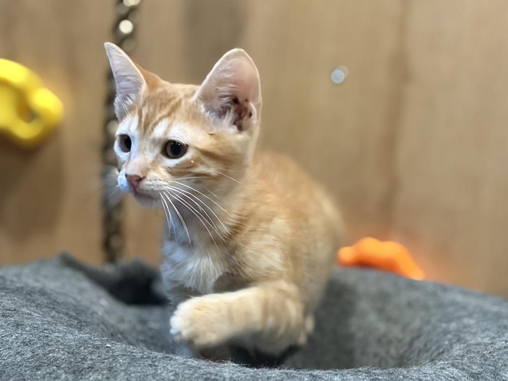 Enlarge Mango, a Adoptable Domestic Short Hair in Oceanside, CA image 4/6