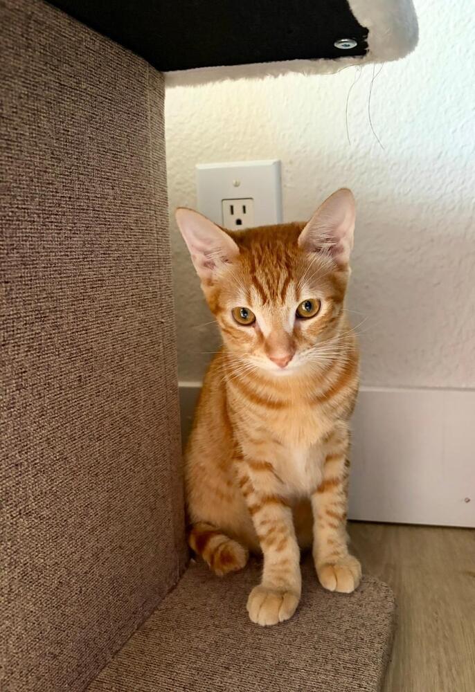 Enlarge Mango, a Adoptable Domestic Short Hair in Oceanside, CA image 5/6