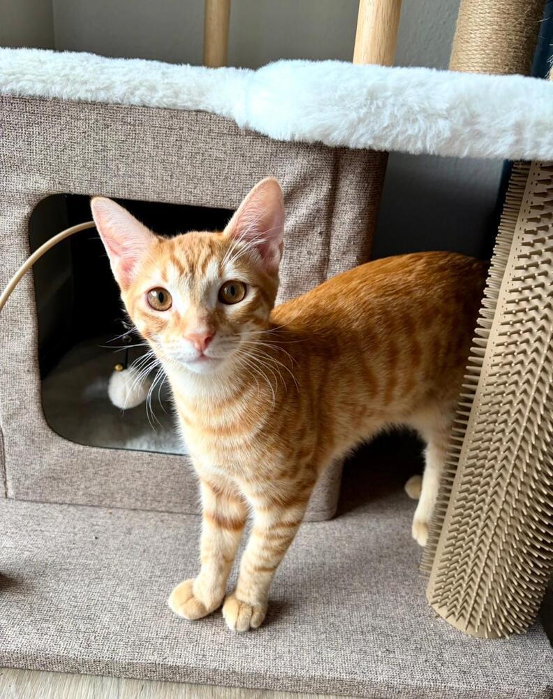 Enlarge Mango, a Adoptable Domestic Short Hair in Oceanside, CA image 6/6