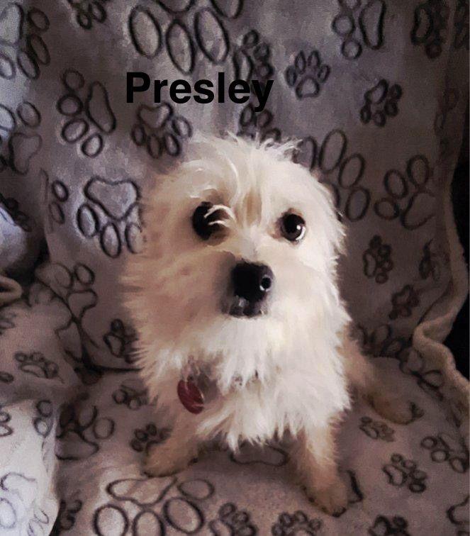 Presley, Adopted, Adult Male Terrier.