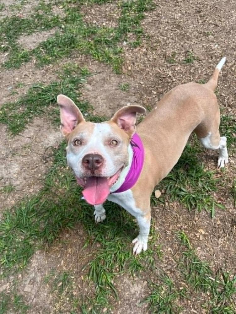 Emma, Adoptable, Adult Female Mixed Breed.