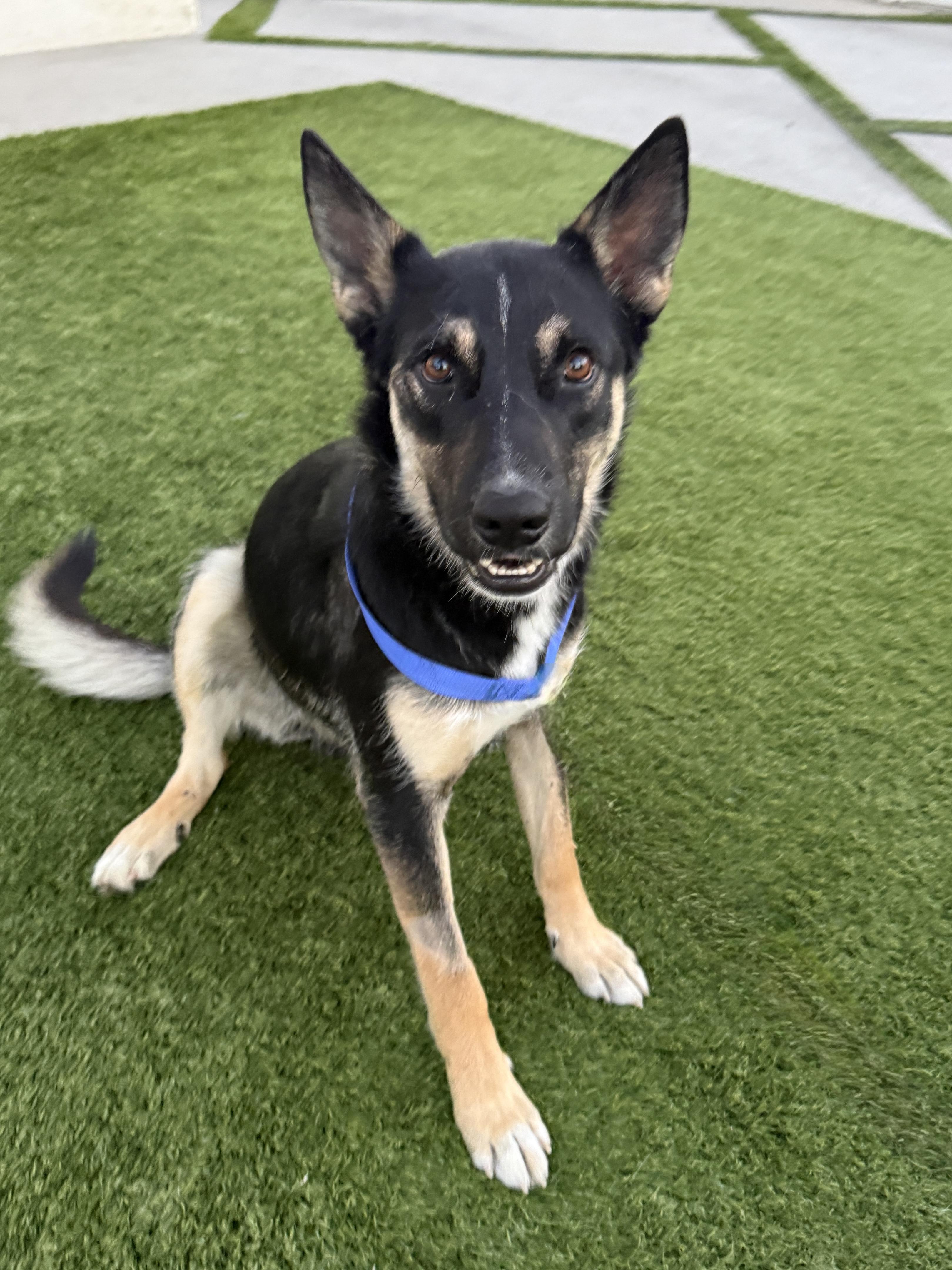 Rupert, Adoptable, Young Male German Shepherd Dog.
