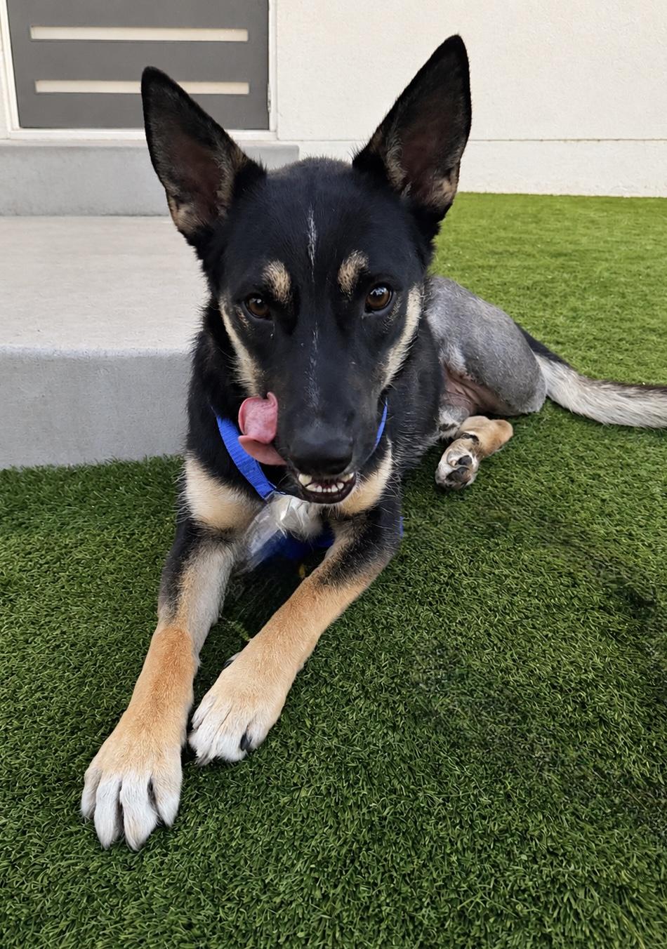 Enlarge Rupert, a Adoptable mixed breed in Los Angeles, CA image 2/2