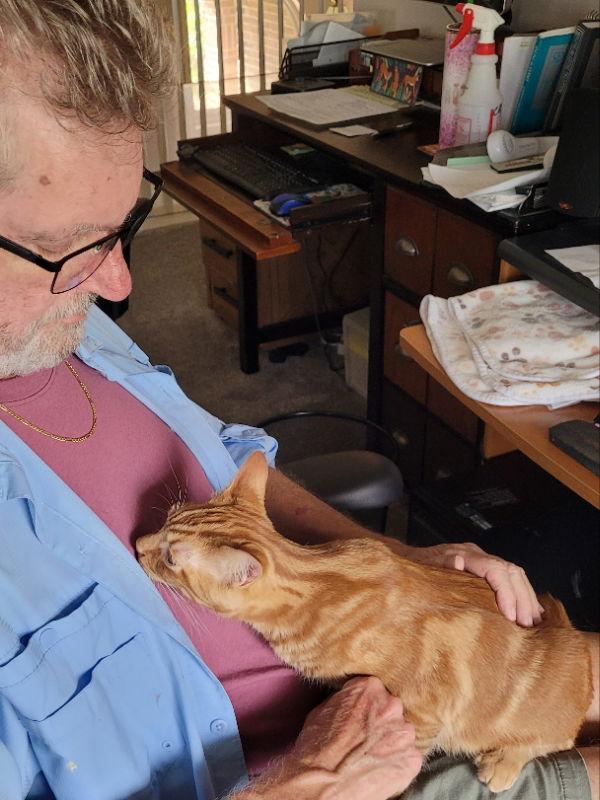 Enlarge Shazam T, a Adoptable Domestic Long Hair in Rosenberg, TX image 1/3