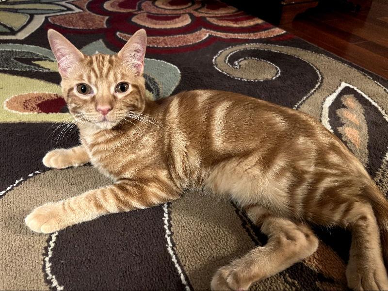 Enlarge Shazam T, a Adoptable Domestic Long Hair in Rosenberg, TX image 2/3