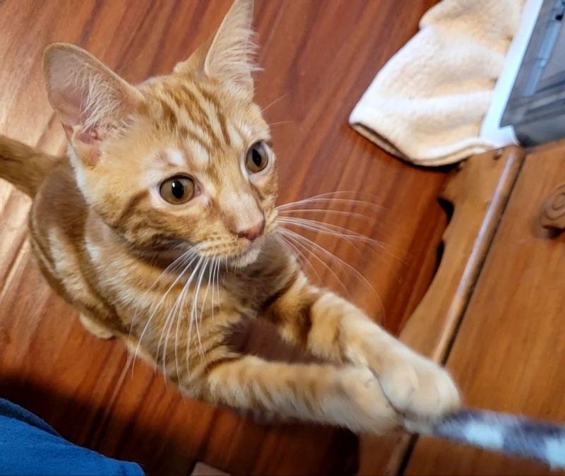 Enlarge Shazam T, a Adoptable Domestic Long Hair in Rosenberg, TX image 3/3