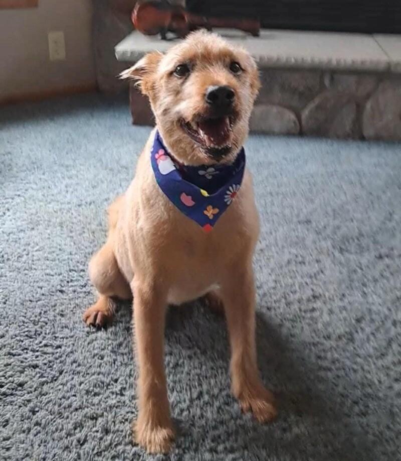 Nala, a Adoptable mixed breed in Alma, WI image 1/6