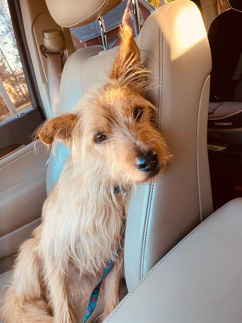 Nala, a Adoptable mixed breed in Alma, WI image 2/6