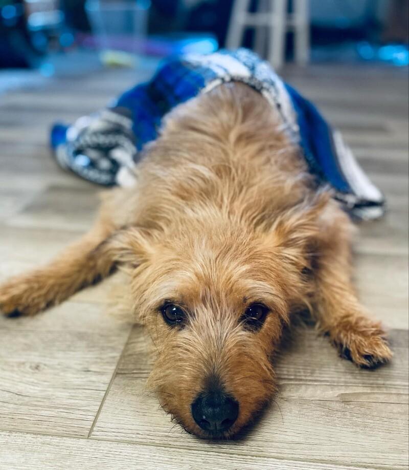 Nala, a Adoptable mixed breed in Alma, WI image 3/6