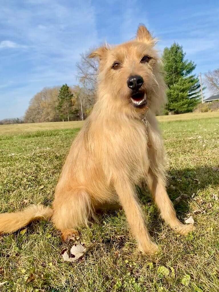 Enlarge Nala, a Adoptable mixed breed in Alma, WI image 4/6