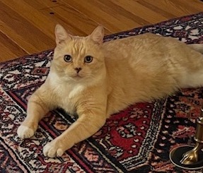Mowgli photo 3