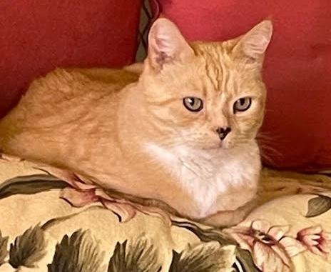 Mowgli, a Adoptable American Shorthair in Sherman Oaks, CA image 2/6