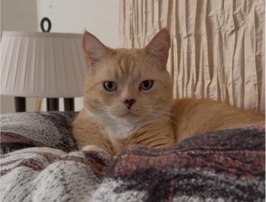 Mowgli, a Adoptable American Shorthair in Sherman Oaks, CA image 4/6