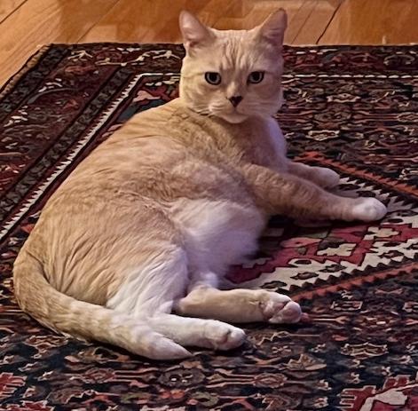 Mowgli, a Adoptable American Shorthair in Sherman Oaks, CA image 5/6