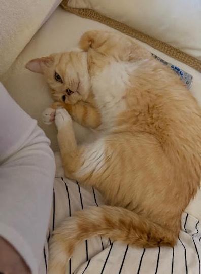 Mowgli, Adoptable, Adult Male American Shorthair.