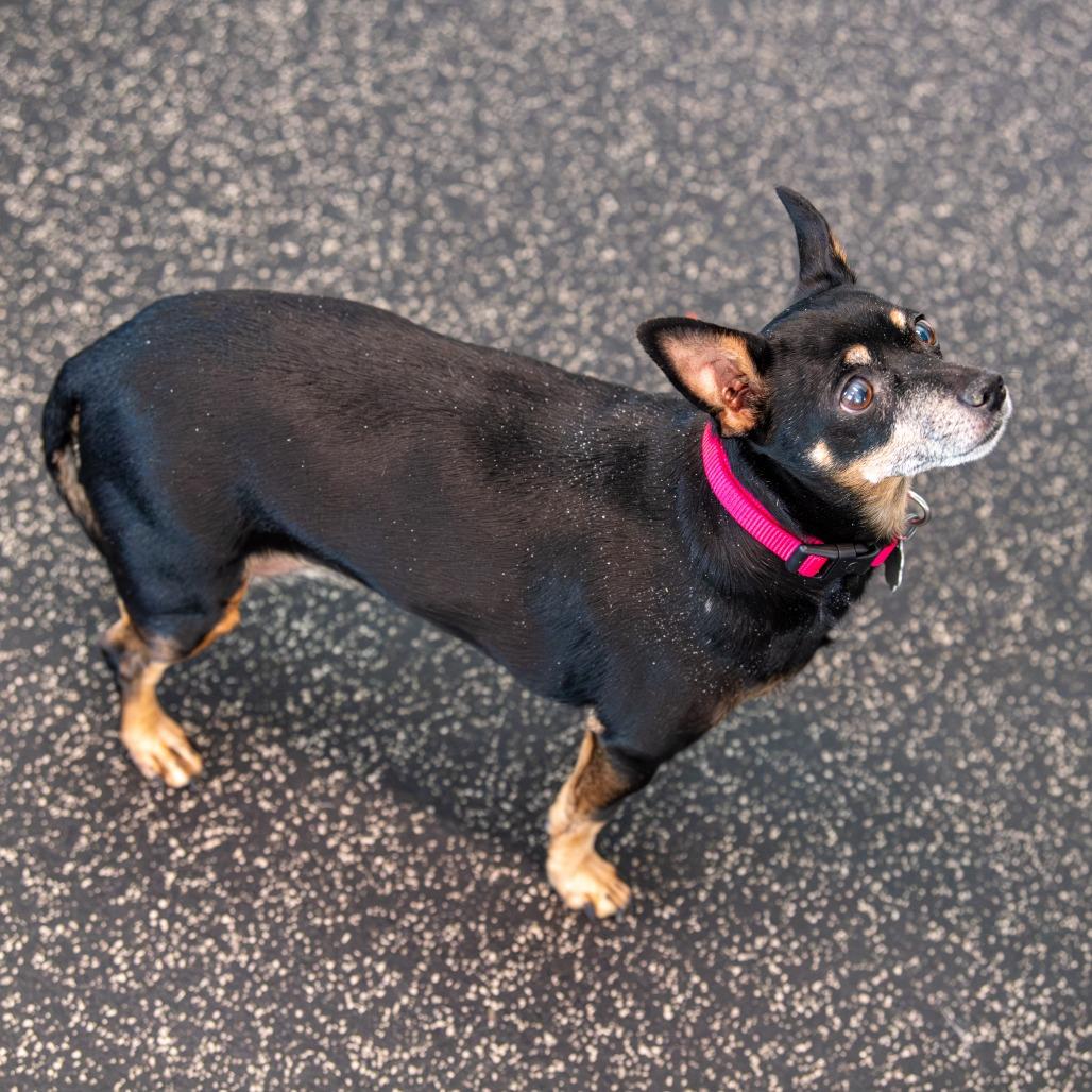 Izzy, Adoptable, Senior Female Chihuahua & Miniature Pinscher.