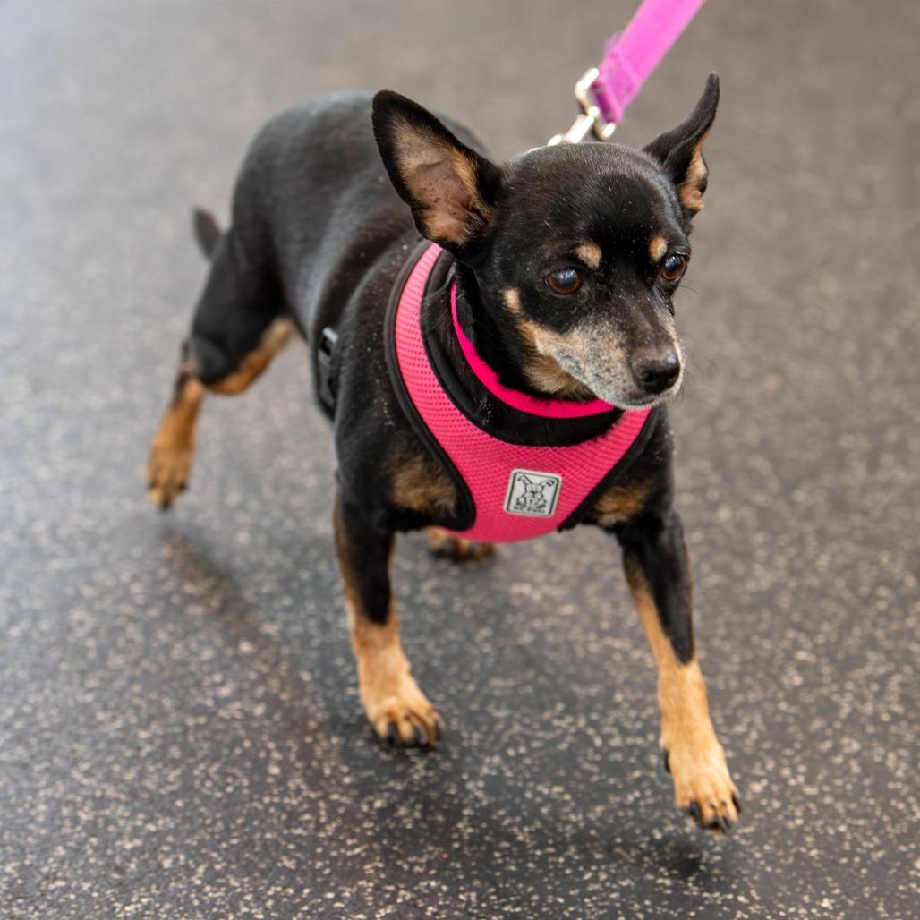 Enlarge Izzy, a Adoptable mixed breed in Kennebunk, ME image 2/4