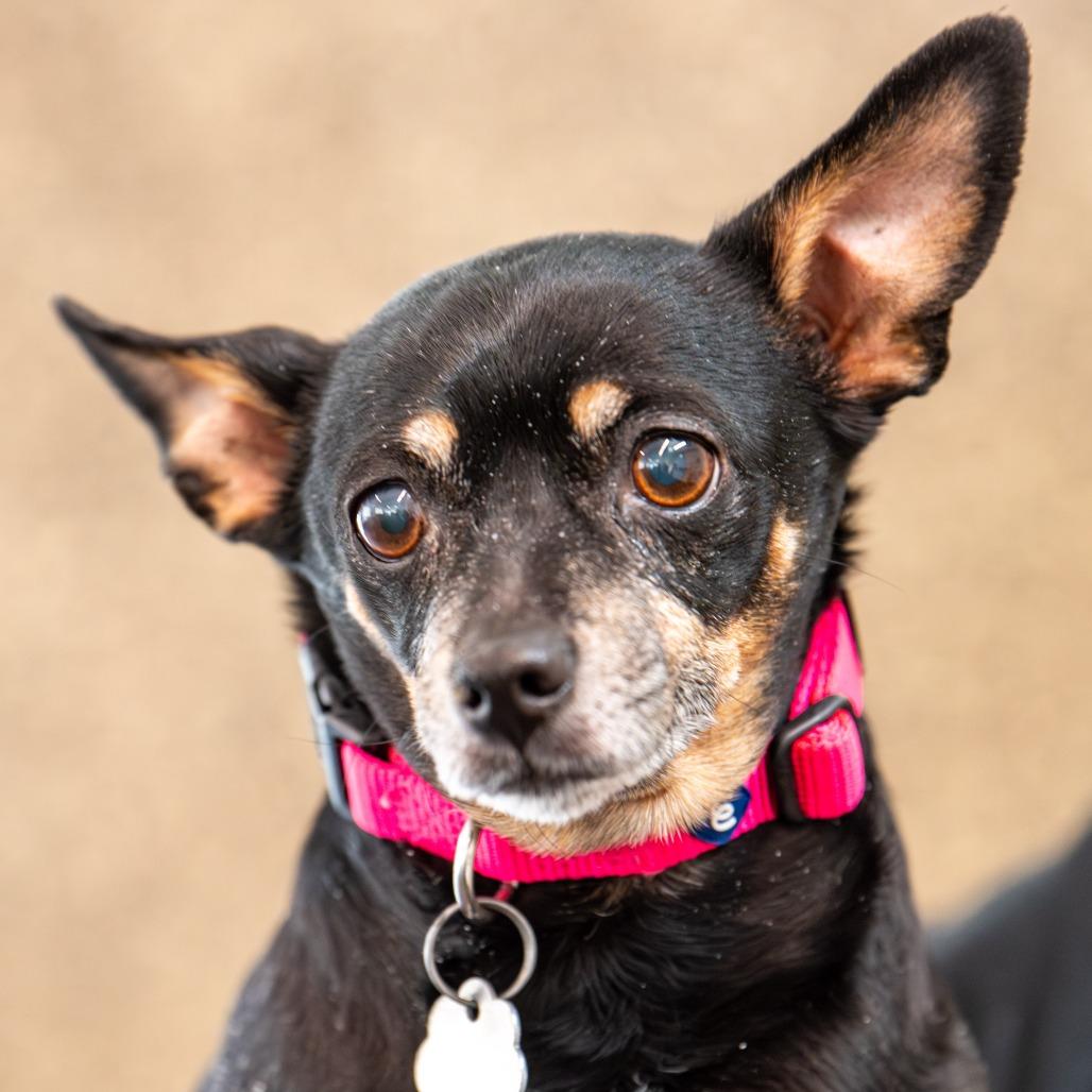 Enlarge Izzy, a Adoptable mixed breed in Kennebunk, ME image 3/4