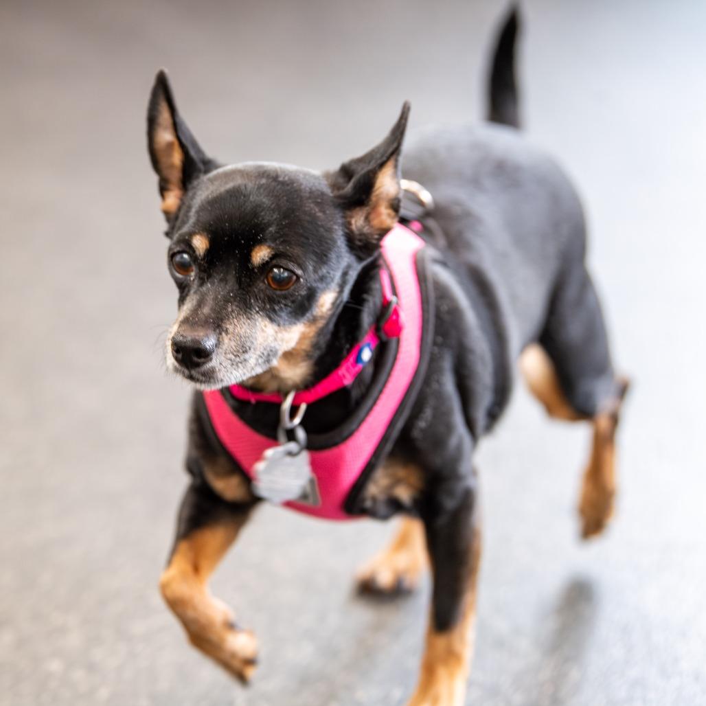 Enlarge Izzy, a Adoptable mixed breed in Kennebunk, ME image 4/4