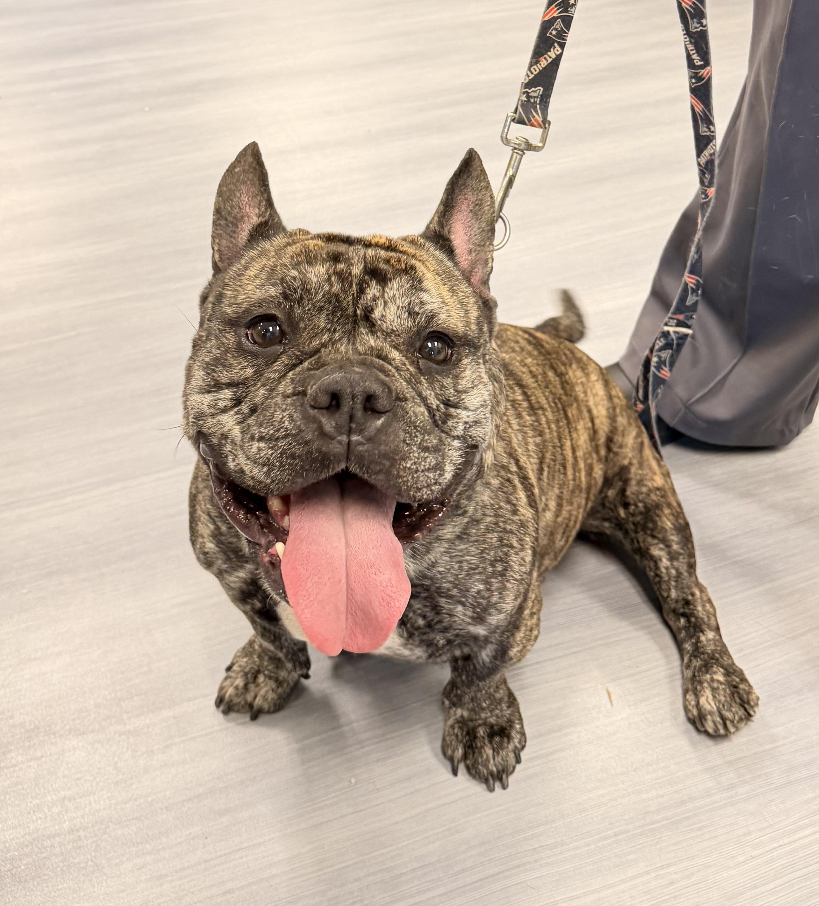 Enlarge Nora , a ADOPTABLE mixed breed in Milford, CT image 1/5