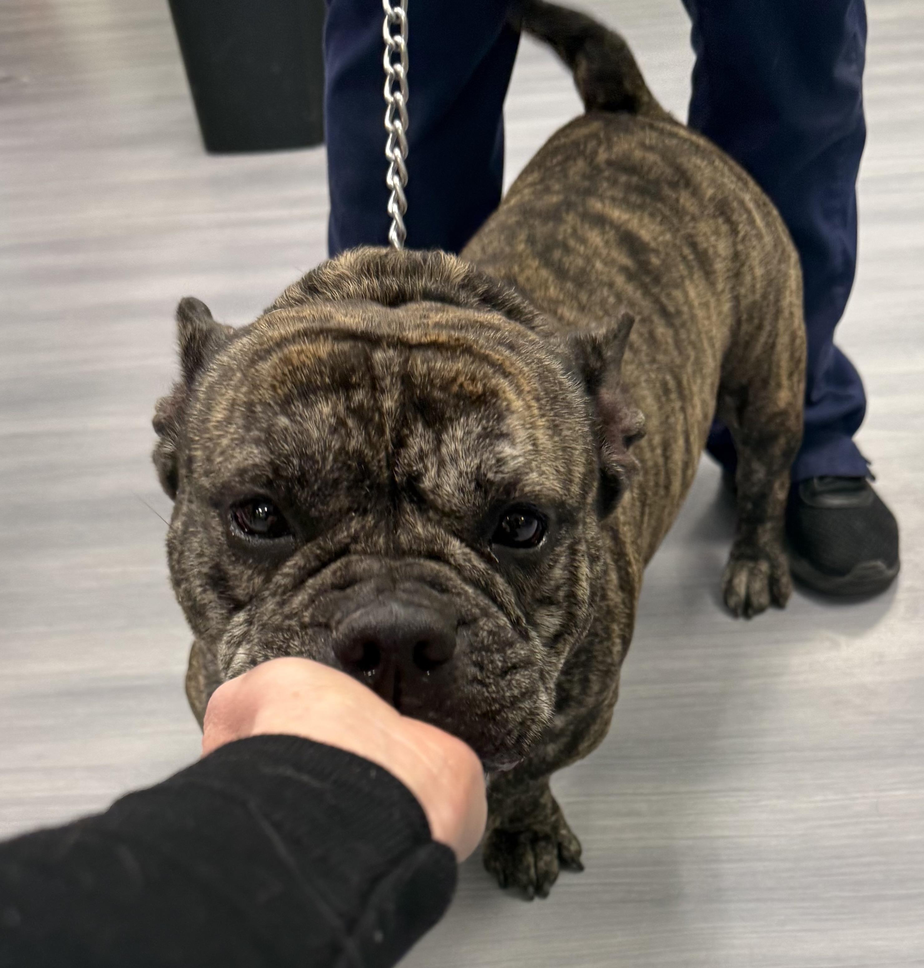 Enlarge Nora , a ADOPTABLE mixed breed in Milford, CT image 5/5