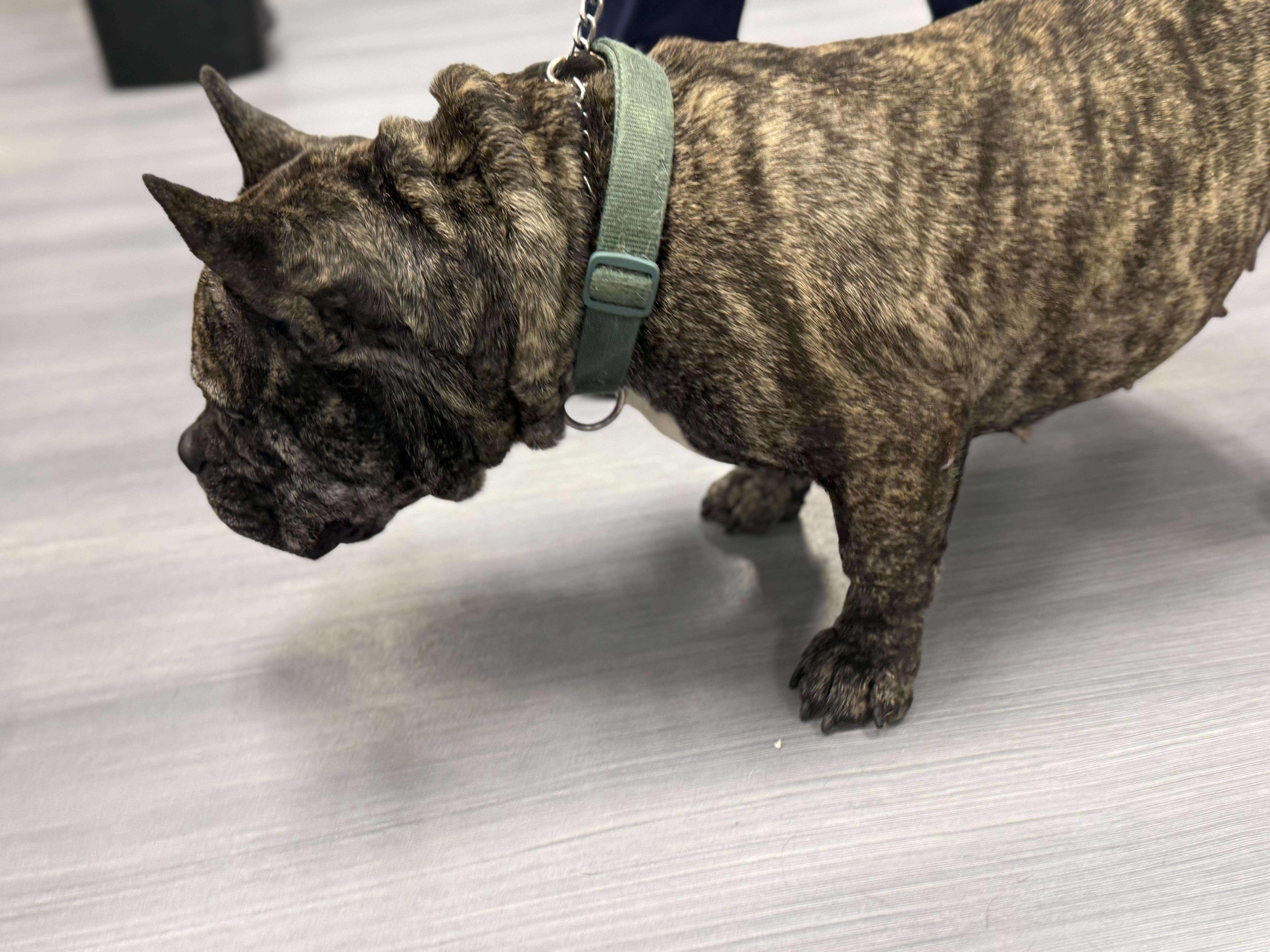 Enlarge Nora , a ADOPTABLE mixed breed in Milford, CT image 4/5