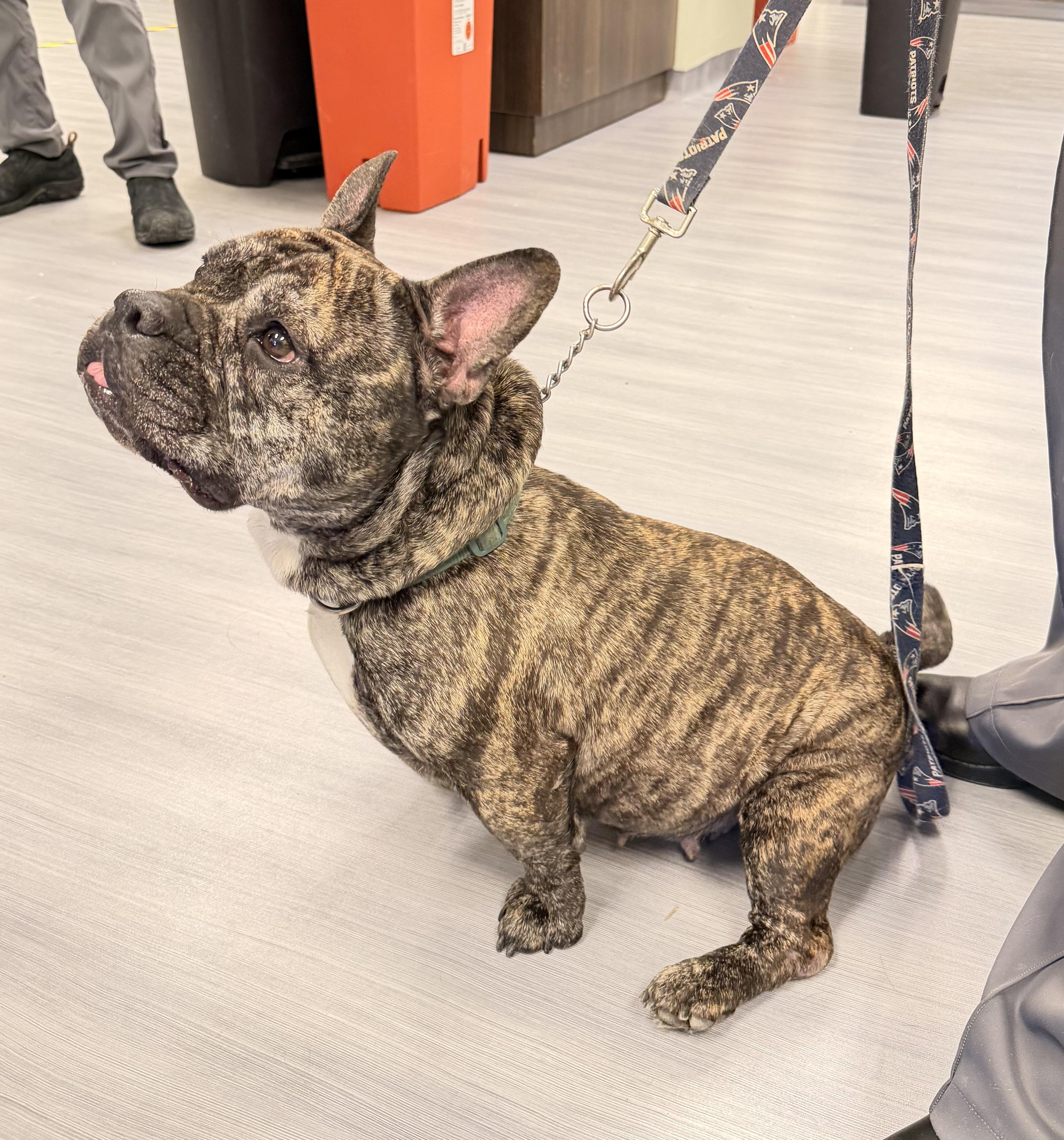 Enlarge Nora , a ADOPTABLE mixed breed in Milford, CT image 2/5