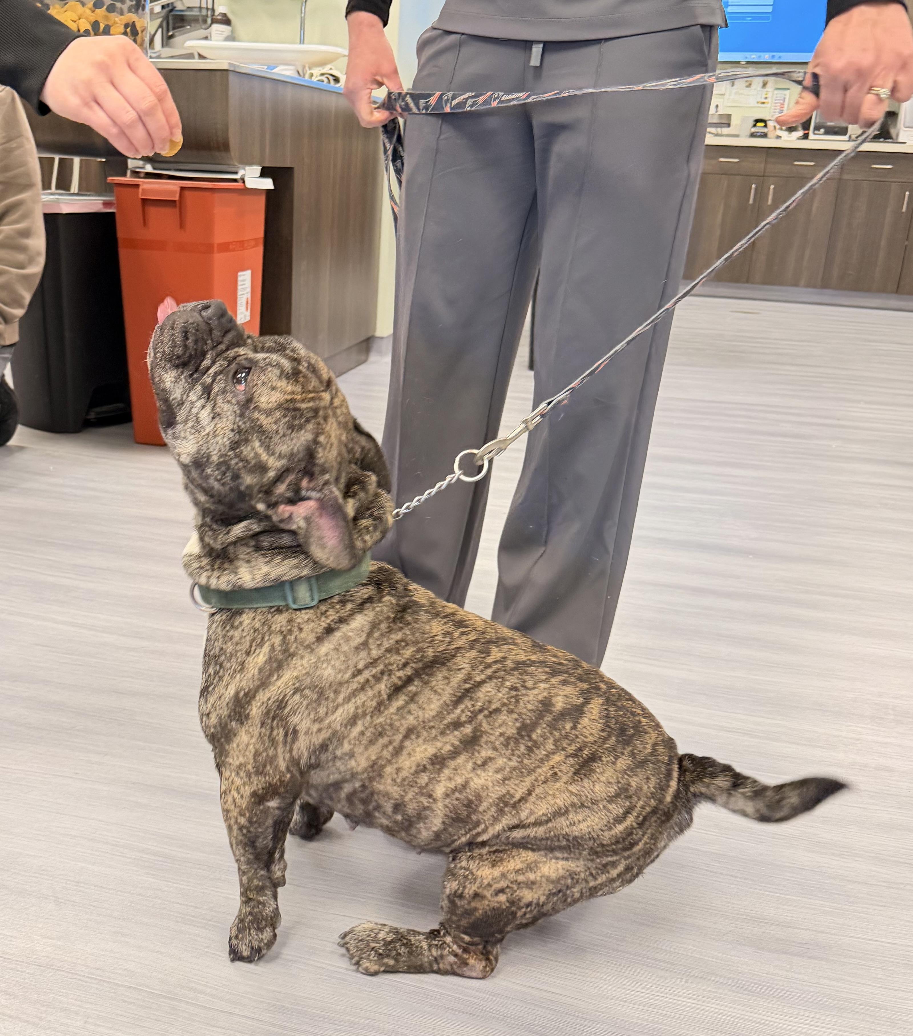 Enlarge Nora , a ADOPTABLE mixed breed in Milford, CT image 3/5