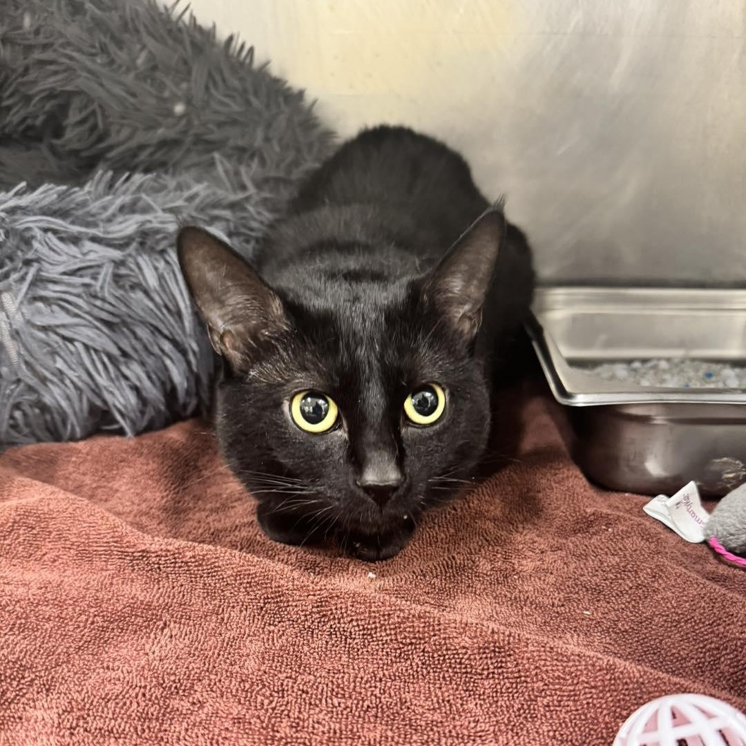 Enlarge Midnight , a ADOPTABLE Domestic Short Hair in Passaic, NJ image 1/2