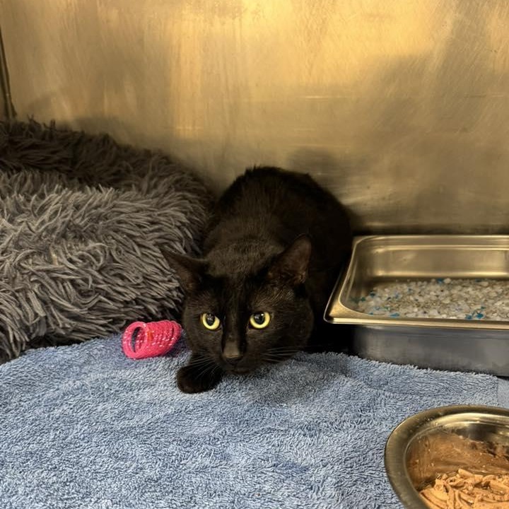 Enlarge Midnight , a ADOPTABLE Domestic Short Hair in Passaic, NJ image 2/2