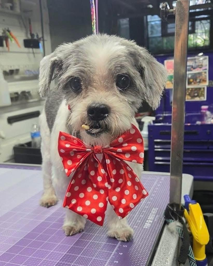 David, ADOPTABLE, Senior Male Shih Tzu.