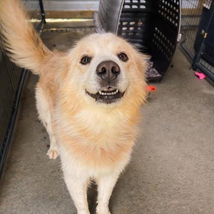 Beethoven, Adoptable, Adult Male Golden Retriever & Great Pyrenees.