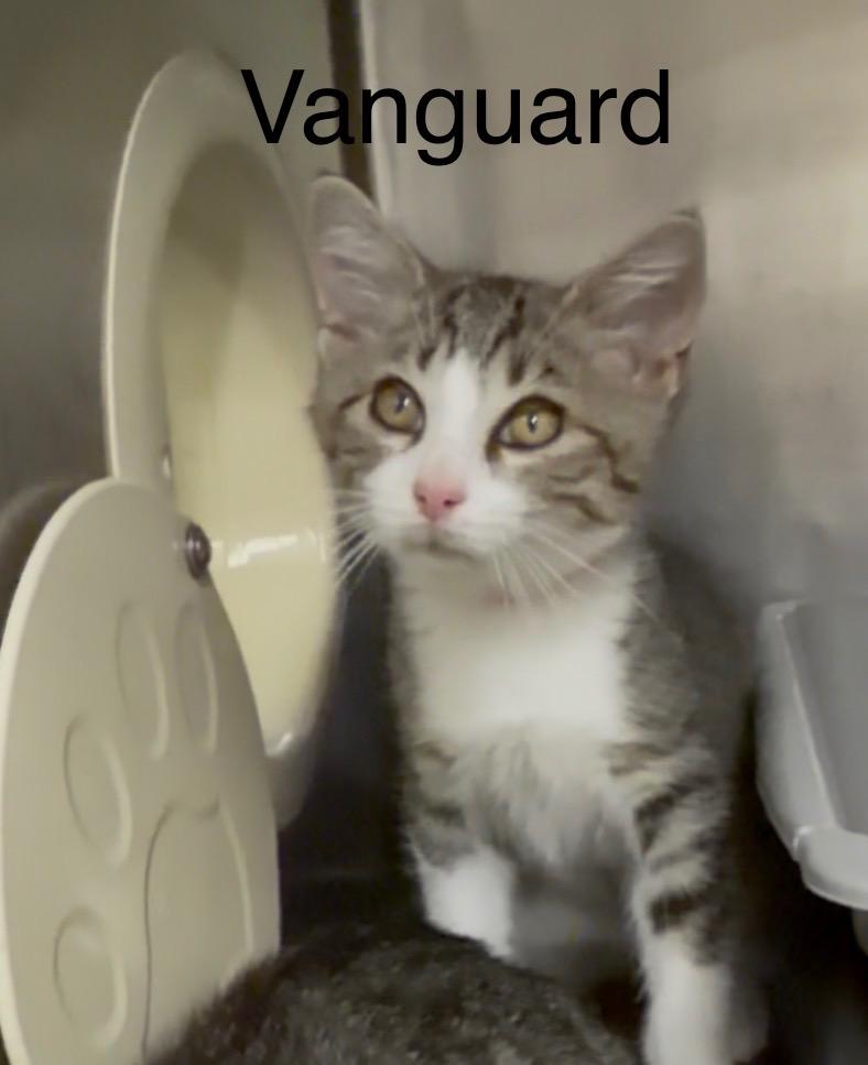 Vanguard, Adoptable, Kitten Male Domestic Short Hair.