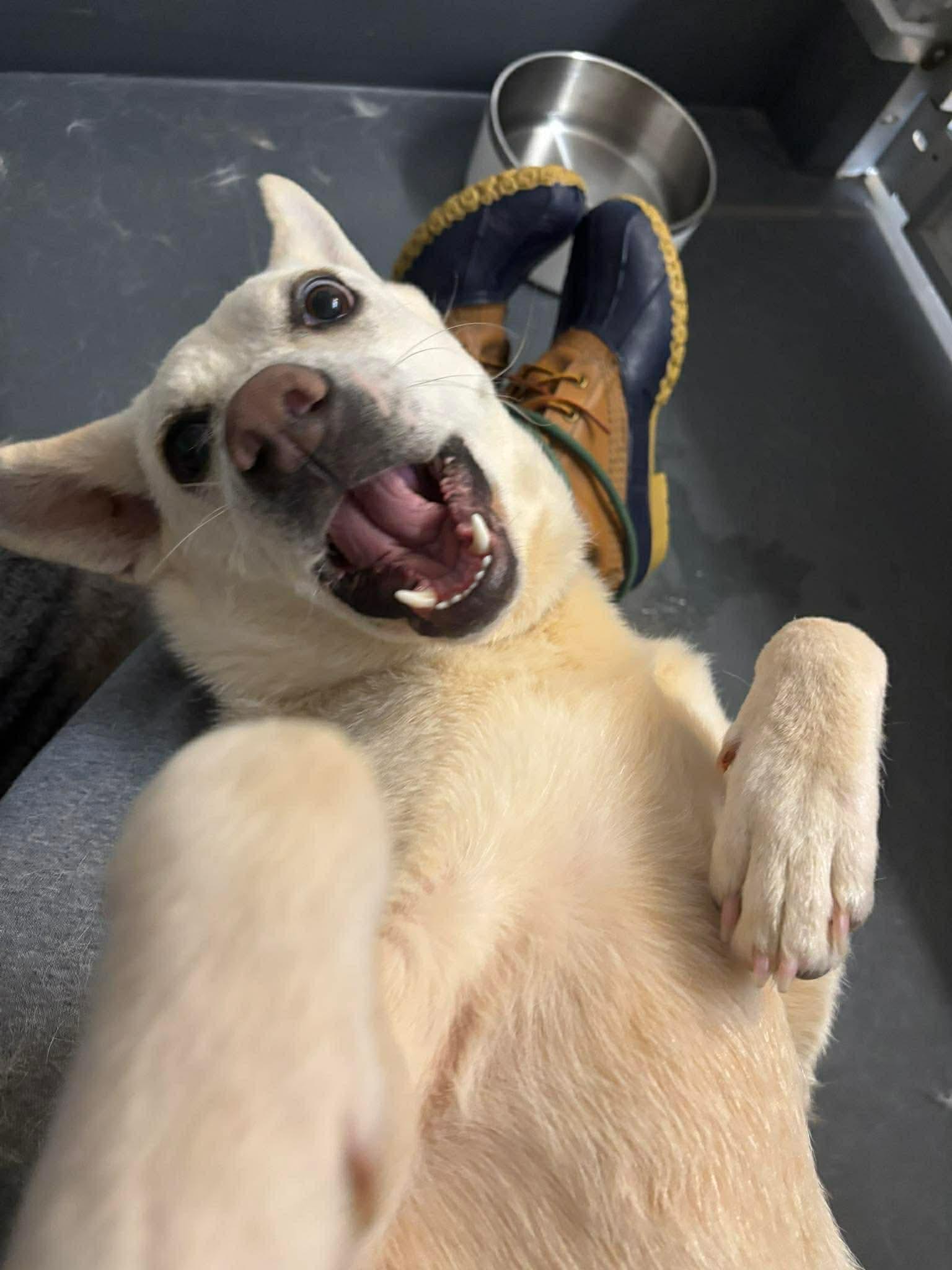 BUNNY, a ADOPTABLE mixed breed in Stamford, CT image 5/6