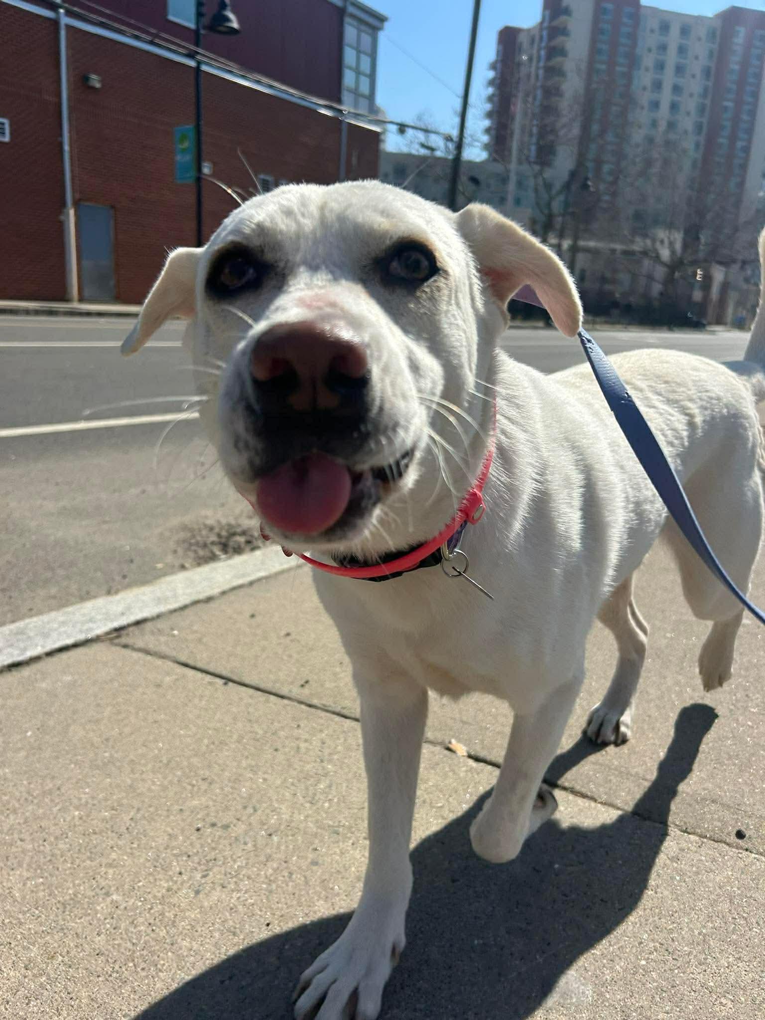 BUNNY, ADOPTABLE, Adult Female Mixed Breed & Great Pyrenees.