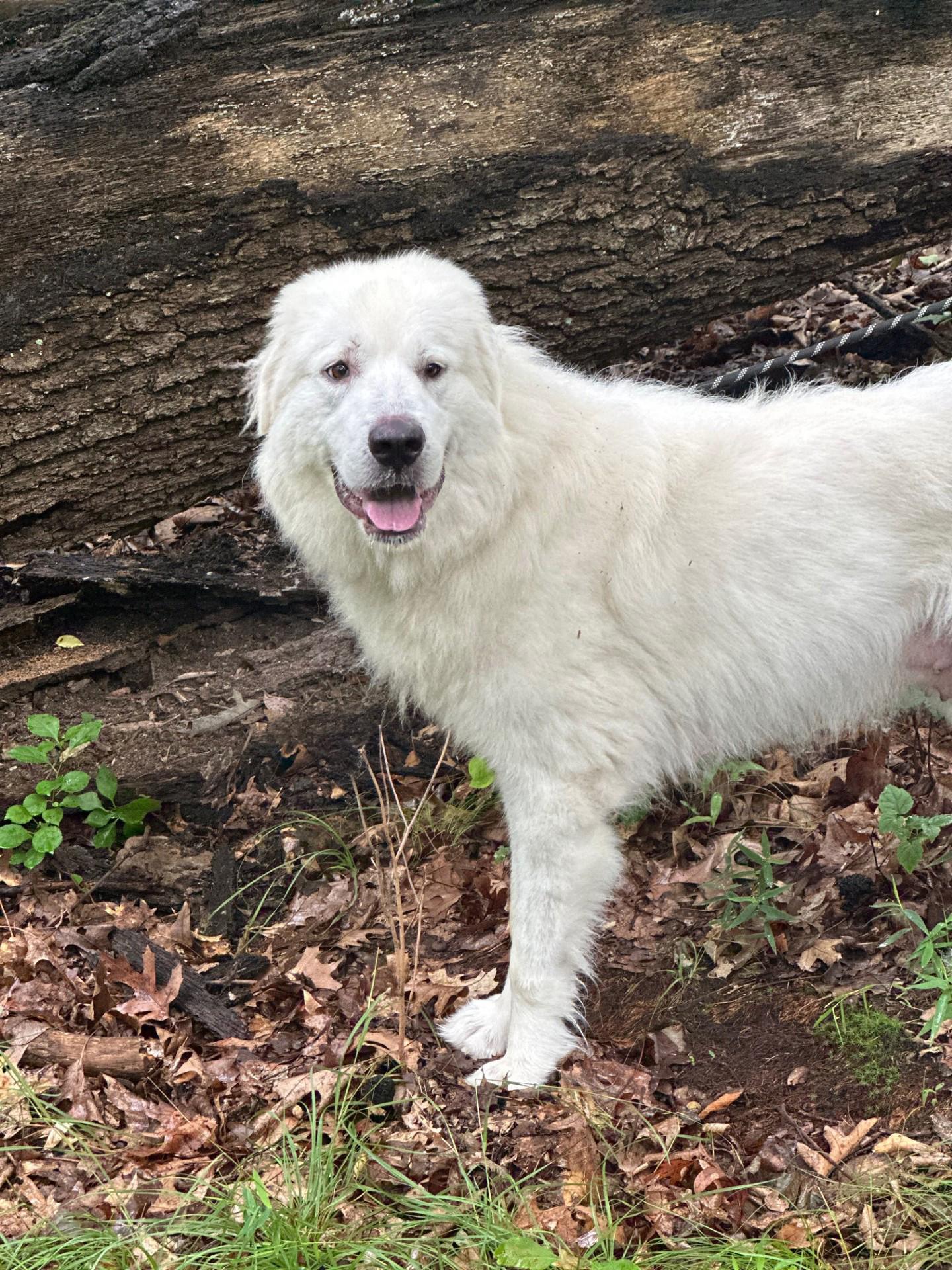 Porsche, adopted, Adult Female Great Pyrenees.