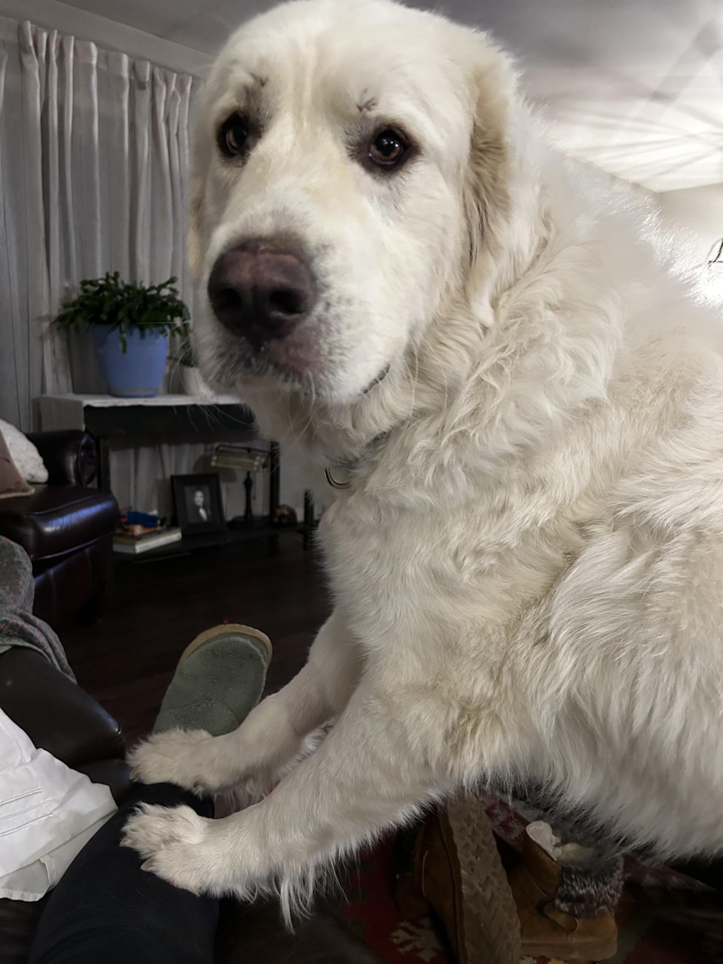 Porsche, an adopted Great Pyrenees in Pittsburgh, PA image 2/6