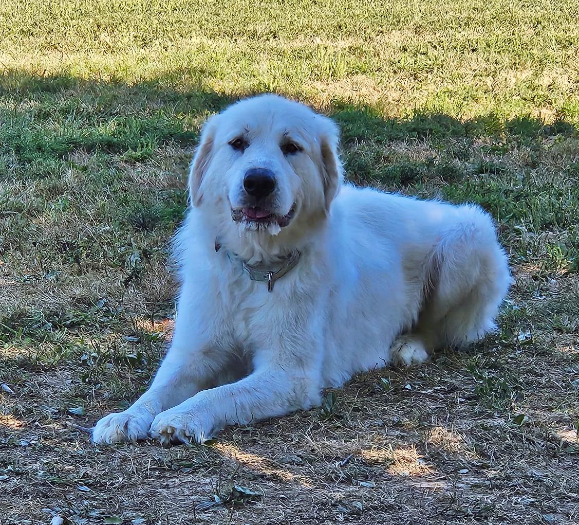 Porsche, an adopted Great Pyrenees in Pittsburgh, PA image 3/6