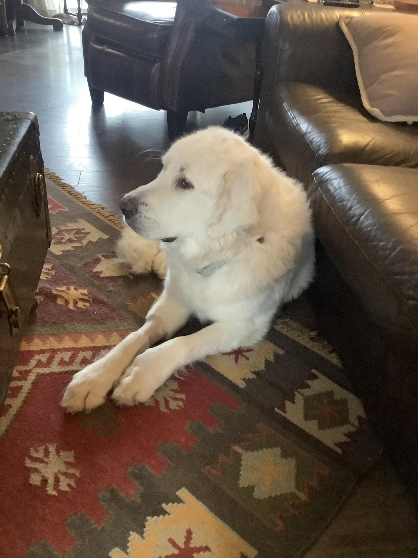 Porsche, an adopted Great Pyrenees in Pittsburgh, PA image 4/6