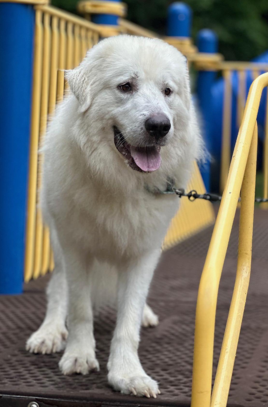 Porsche, an adopted Great Pyrenees in Pittsburgh, PA image 6/6