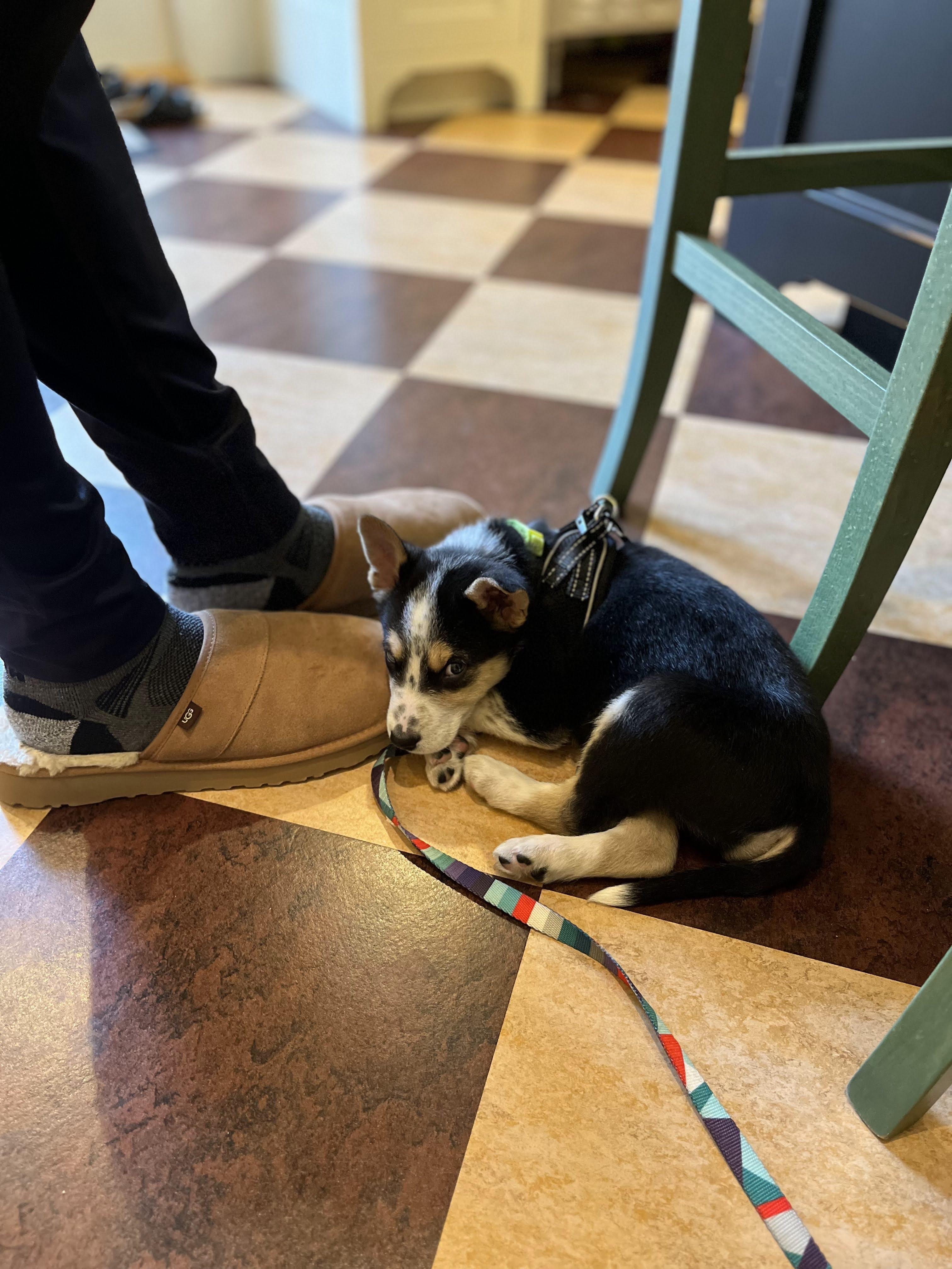 Adoptions - Resilient Hearts Animal Sanctuary