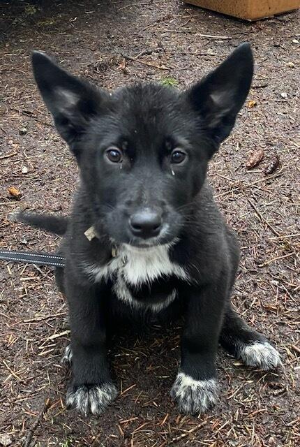 Enlarge Cereal, a ADOPTABLE mixed breed in Polson, MT image 3/4