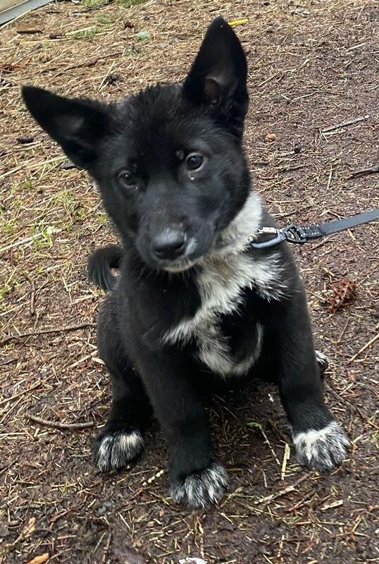 Enlarge Cereal, a ADOPTABLE mixed breed in Polson, MT image 4/4