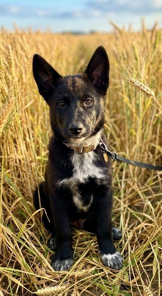 Enlarge Cereal, a ADOPTABLE mixed breed in Polson, MT image 2/4